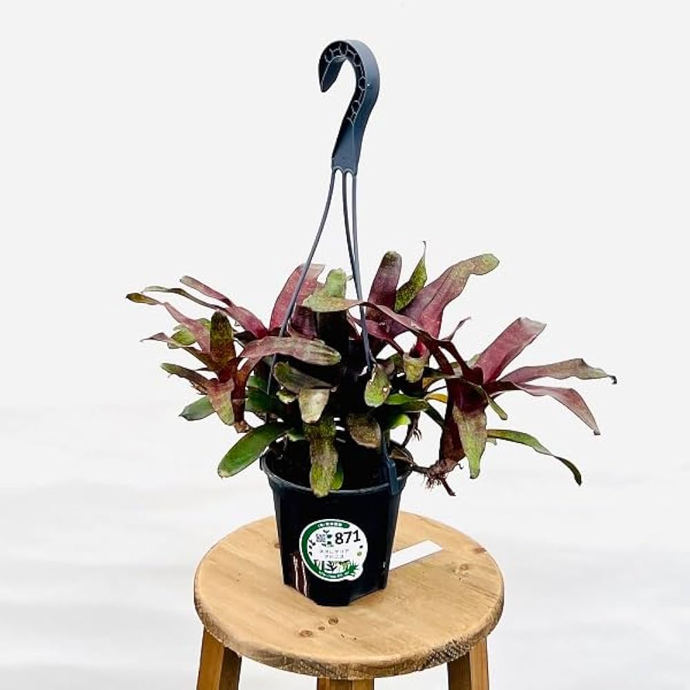 植物 Amazon｜おしゃれ 観葉植物：ネオレゲリア アドニス*4号 吊り鉢